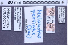 Etikette zu Melanotus pertinax (Say, 1839) (NHMW-ZOO-COL-0007781)